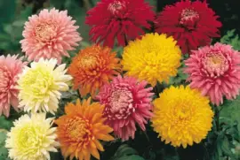 crisantemos