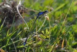 LibÃ©lula azul, JunÃ­n de los Andes, Argentina