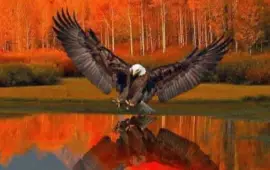 Hunting Eagle