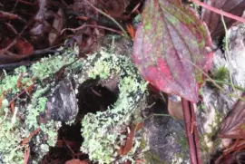 Fall on the forest floor jigsaw puzzle