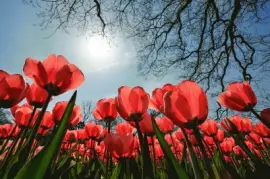 Olanda jigsaw puzzle