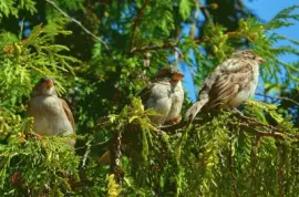 Baltikum jigsaw puzzle