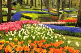 Tulipas, Narcisos e Jacintos jigsaw puzzle