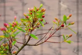 Quaresmeira em botÃµes jigsaw puzzle