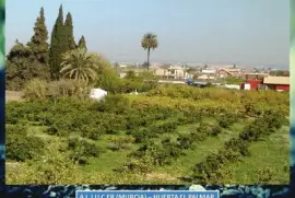 ALJUCER (MURCIA) - HUERTA EL PALMAR jigsaw puzzle