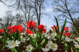 Olanda jigsaw puzzle