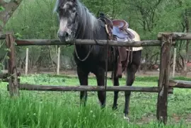 Hello gorgeous! This is Belen. jigsaw puzzle