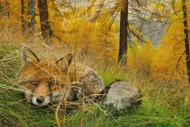 Renard jigsaw puzzle