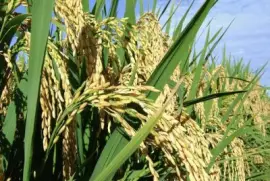 imagens jigsaw puzzle