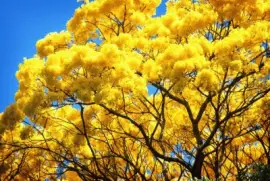 Araguaney - Venezuela jigsaw puzzle