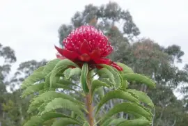 Waratah, Australia jigsaw puzzle