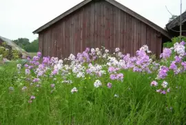 Wildflowers and barn, Sweden jigsaw puzzle