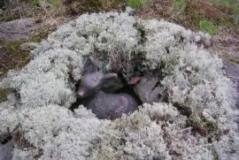 Fawn in moss, Sweden jigsaw puzzle