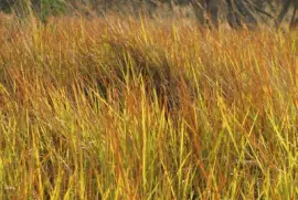 Elephant grass, Botwsana jigsaw puzzle