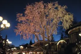 Trees decked for Christmas, Sweden jigsaw puzzle