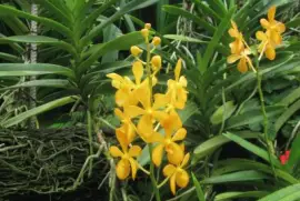 Yellow orchids, Singapore jigsaw puzzle