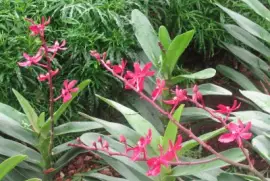 Tall red flowers, Singapore jigsaw puzzle
