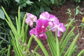 Cerice-purple orchid, Singapore jigsaw puzzle