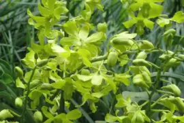 Pale green orchids, Singapore jigsaw puzzle