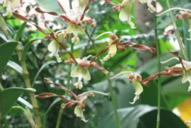 Yellow-brown orchids, Singapore jigsaw puzzle