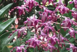 Burgundy corkscrew orchids, Singapore jigsaw puzzle