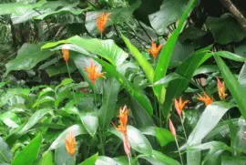 Orange heliconias, Singapore jigsaw puzzle