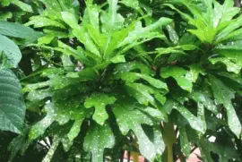 Speckled green leaves, Singapore jigsaw puzzle