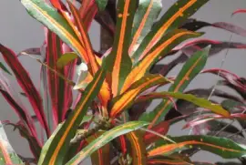 Orange and green leaves, Singapore jigsaw puzzle