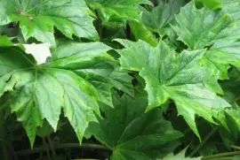 Starshaped green leaves, Singapore jigsaw puzzle