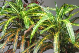 Speckled yellow and green plants, Singapore jigsaw puzzle