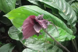 Black flower, Singapore jigsaw puzzle