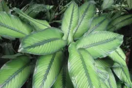 Green stripes plant, Singapore jigsaw puzzle