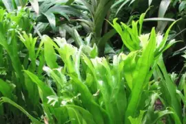 Sunlight on tall green leaves, Singapore jigsaw puzzle