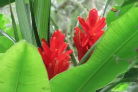Red ginger flower, Singapore jigsaw puzzle