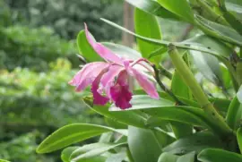 Pink orchid, Singapore jigsaw puzzle