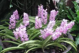 Pale pink orchids, Singapore jigsaw puzzle
