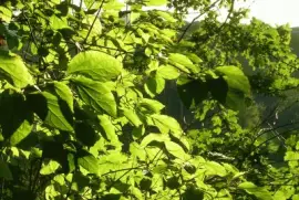 Sunlight through leaves, Germany jigsaw puzzle