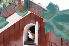 el cucÃº de Carlos Paz