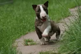 bull terrier