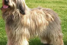 cane da pastore catalano