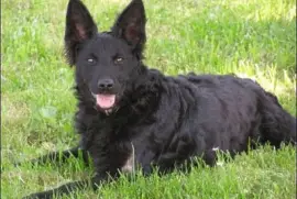 cane da pastore croato