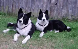 cane da orso della carelia