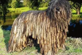 cane da pastore bergamasco