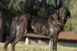 cane de castro laboreiro