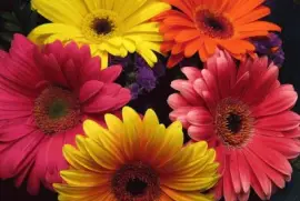 Beautiful Gerberas