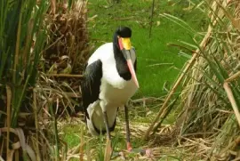 ephippiorhynchus senegalensis