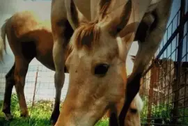 Tater and Heaven owned by Alexus Abbott