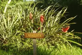 CaraguatÃ¡ en Caraguatay. Misiones. Argentina