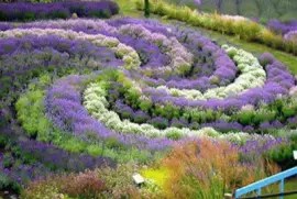 Yorkshire Lavender Gardens-UK jigsaw puzzle