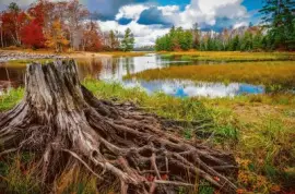 naturaleza jigsaw puzzle